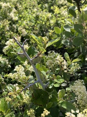 Ceanothus incanus