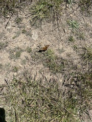 Speyeria callippe callippe