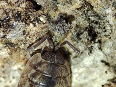 Porcellio debueni