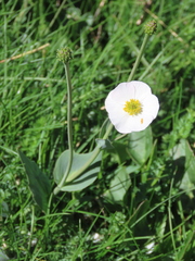 Ranunculus amplexicaulis