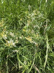 Vicia grandiflora