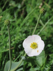 Ranunculus amplexicaulis