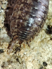 Porcellio debueni
