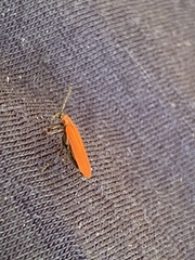 Dictyoptera aurora