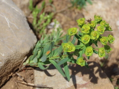 Euphorbia flavicoma