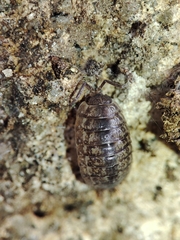 Porcellio debueni