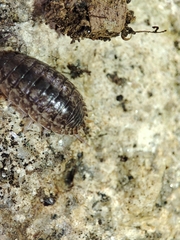 Porcellio debueni
