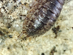 Porcellio debueni