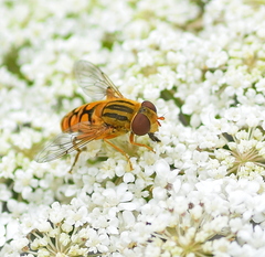 Parhelophilus versicolor