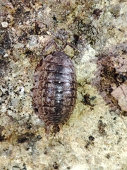 Porcellio debueni
