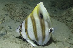 Parachaetodon ocellatus