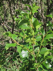Rhamnus alpina