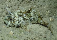 Centropogon australis