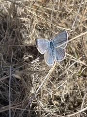 Icaricia icarioides missionensis