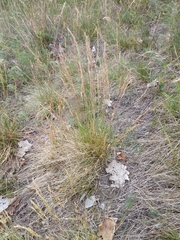 Festuca rupicola