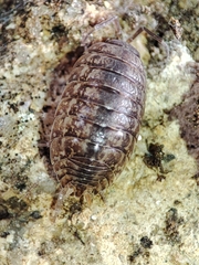 Porcellio debueni