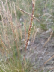 Festuca rupicola