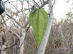 Smilax spinosa