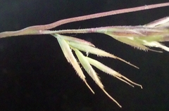 Festuca rupicola