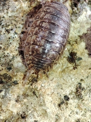 Porcellio debueni