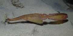 Solenostomus cyanopterus