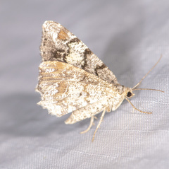 Macaria granitata