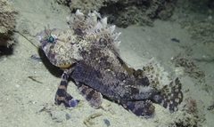 Centrogenys vaigiensis