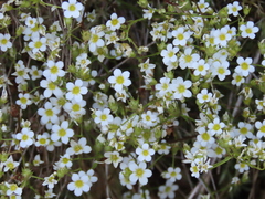 Saxifraga babiana
