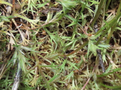 Saxifraga babiana