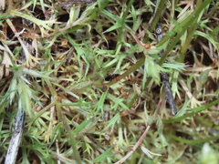 Saxifraga babiana