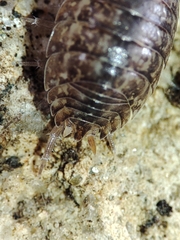 Porcellio debueni