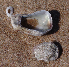 Striostrea margaritacea