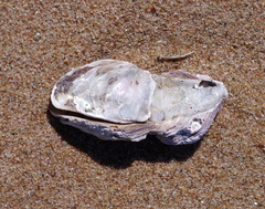 Striostrea margaritacea