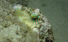 Canthigaster bennetti