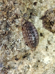 Porcellio debueni