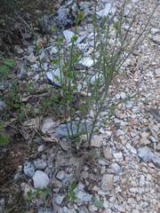 Chrysojasminum fruticans