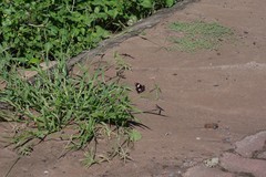 Dactyloctenium australe