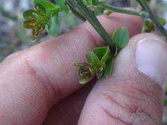 Chrysojasminum fruticans