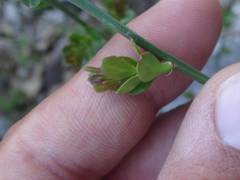 Chrysojasminum fruticans