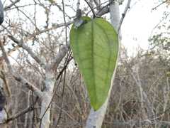 Smilax spinosa