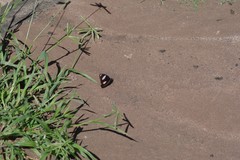 Dactyloctenium australe