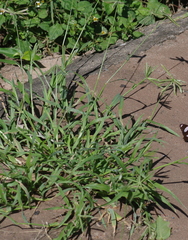 Dactyloctenium australe