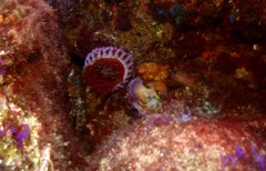 Phlyctenanthus australis