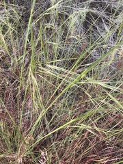 Hesperostipa comata