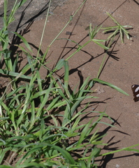 Dactyloctenium australe