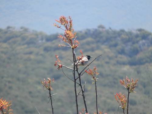 Curruca de Rüppell (Curruca ruppeli)
