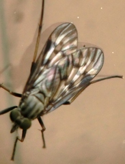 Rhagio punctipennis