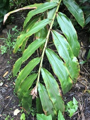 Hedychium flavescens