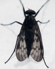 Rhagio punctipennis