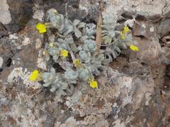 Ajuga chamaepitys